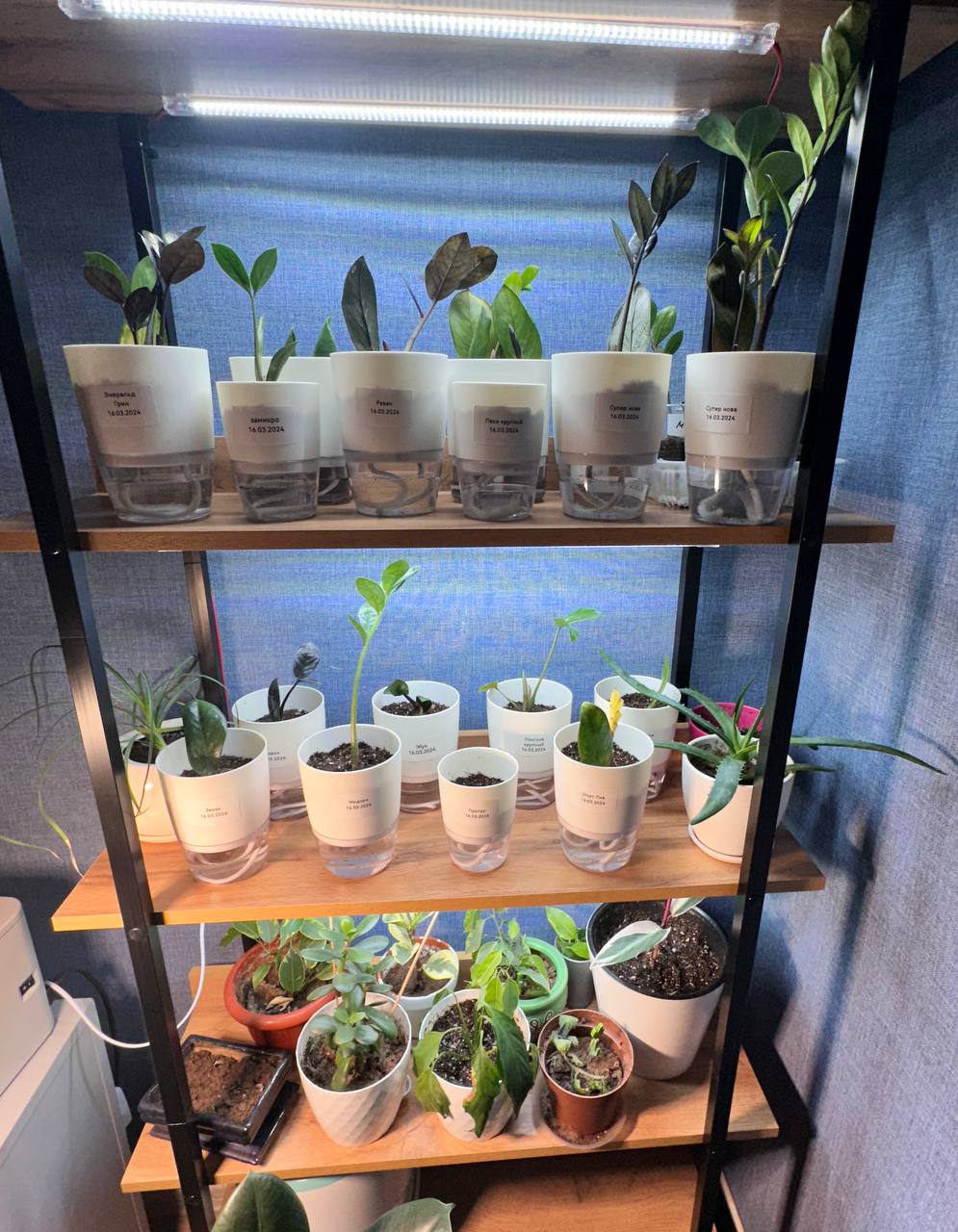 Замиокулькас